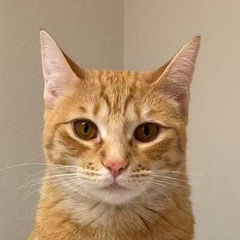 My cat