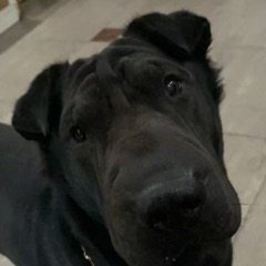 My dog